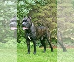 Small Photo #1 Cane Corso Puppy For Sale in NEW FAIRFIELD, CT, USA