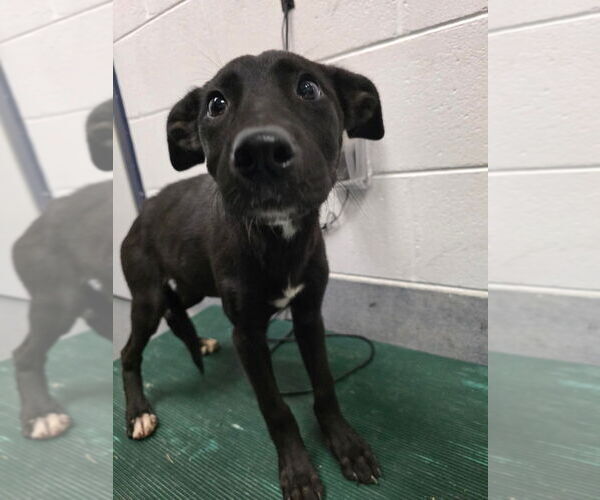 Medium Photo #1 American Pit Bull Terrier-German Shepherd Dog Mix Puppy For Sale in Glen Allen, VA, USA