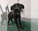 Small American Pit Bull Terrier-German Shepherd Dog Mix