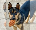 Small #6 Gerberian Shepsky