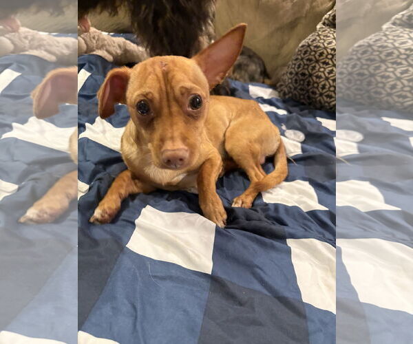 Medium Photo #2 Mutt Puppy For Sale in Mount Pleasant, SC, USA