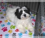 Small Photo #15 Zuchon Puppy For Sale in ORO VALLEY, AZ, USA