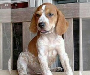 English Coonhound Puppy for sale in AUBURN, IN, USA