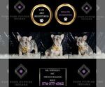 Small Photo #22 French Bulldog Puppy For Sale in WARSAW, IN, USA
