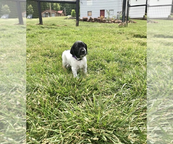 Medium Photo #1 German Shorthaired Pointer Puppy For Sale in NEWMANSTOWN, PA, USA