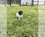 Small Photo #1 German Shorthaired Pointer Puppy For Sale in NEWMANSTOWN, PA, USA