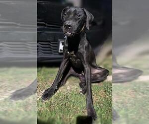 Great Dane-Labrador Retriever Mix Dogs for adoption in San Antonio, TX, USA