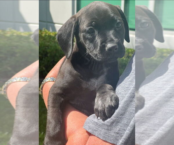 Medium Photo #2 Pointer-Unknown Mix Puppy For Sale in Dana Point, CA, USA