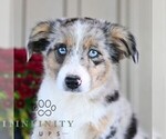 Daisy - Female Miniature Australian Shepherd Puppy for Sale - Small photo