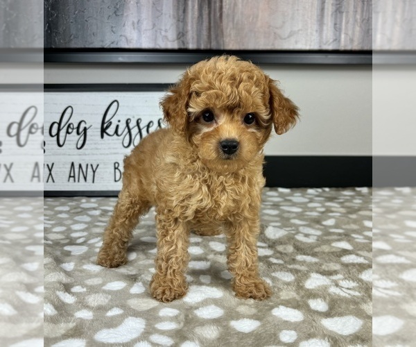 Medium Photo #2 Cavapoo Puppy For Sale in INDIANAPOLIS, IN, USA