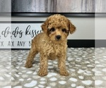 Small #1 Cavapoo