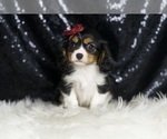 Puppy TIANA AKC Cavalier King Charles Spaniel