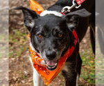 Small #40 Border Collie