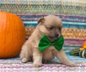 Pomeranian Puppy for sale in LANCASTER, PA, USA