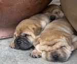 Small #5 Chinese Shar-Pei