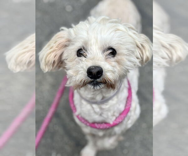 Medium Photo #2 Maltese Puppy For Sale in Salinas, CA, USA