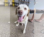 Small #4 Labrador Retriever