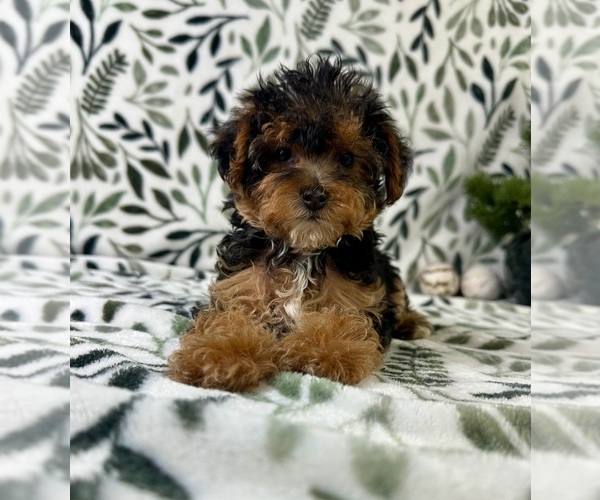 Medium Photo #5 YorkiePoo Puppy For Sale in GREENFIELD, IN, USA