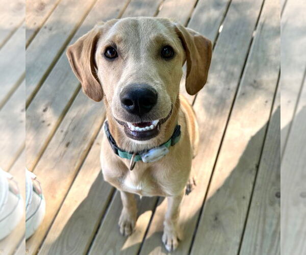 Medium Photo #4 Labrador Retriever-Unknown Mix Puppy For Sale in Canton, CT, USA