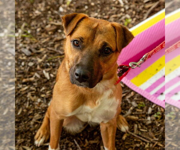 Medium Photo #9 Mutt Puppy For Sale in Canton, CT, USA
