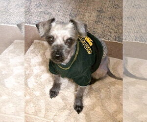 Havamalt Dogs for adoption in Westmont, IL, USA