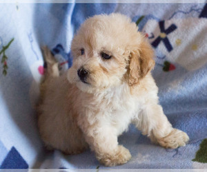 Medium Goldendoodle