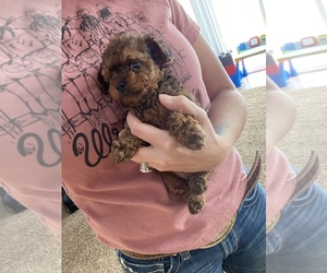 Poodle (Toy) Puppy for sale in LAPOINT, UT, USA