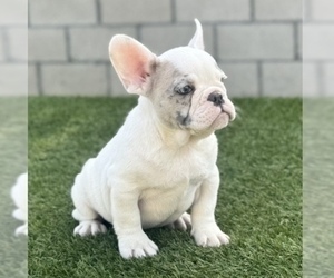 French Bulldog Puppy for sale in CORONA, CA, USA
