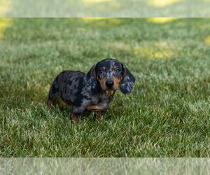 Dachshund Puppy for sale in MILFORD, IN, USA