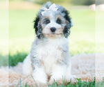 Puppy Winnie Cavapoo (Miniature)