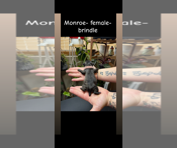 Medium Photo #2 French Bulldog Puppy For Sale in ELK RIVER, MN, USA