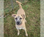 Small Photo #4 Black Mouth Cur-Unknown Mix Puppy For Sale in Huntley, IL, USA