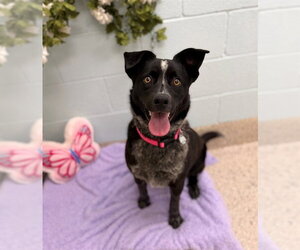 Mutt Dogs for adoption in Brighton, CO, USA