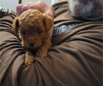 Small Photo #3 Poodle (Miniature) Puppy For Sale in LETTS, IA, USA