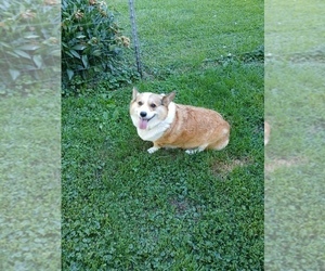 Mother of the Pembroke Welsh Corgi puppies born on 04/29/2026