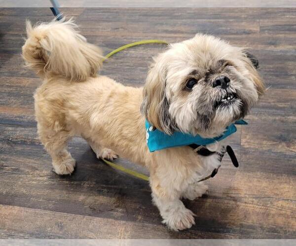 Medium Photo #1 Lhasa Apso Puppy For Sale in St. Augustine, FL, USA