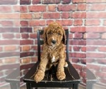 Puppy Lord Anthony Bernedoodle