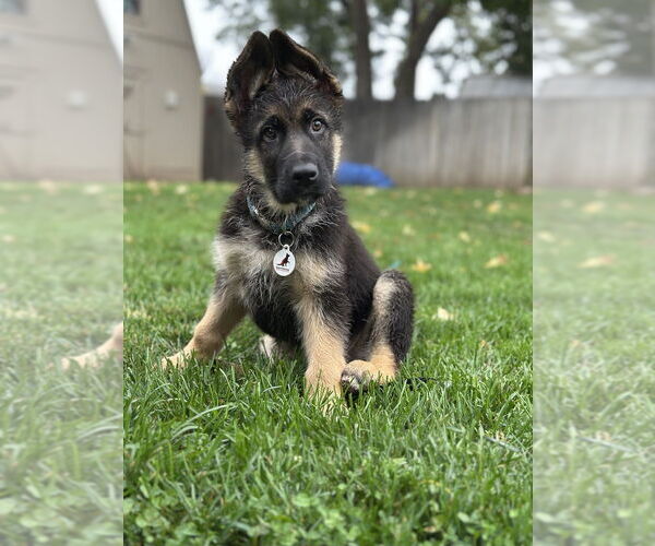 Medium Photo #2 German Shepherd Dog Puppy For Sale in West Sacramento, CA, USA