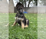 Small #1 German Shepherd Dog