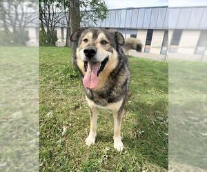 Gerberian Shepsky Dogs for adoption in Toronto, Ontario, Canada