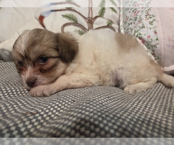 Medium Photo #51 Maltipom-Pomeranian Mix Puppy For Sale in HUDSON, MA, USA