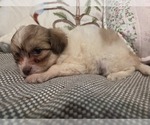 Small #50 Maltipom-Pomeranian Mix
