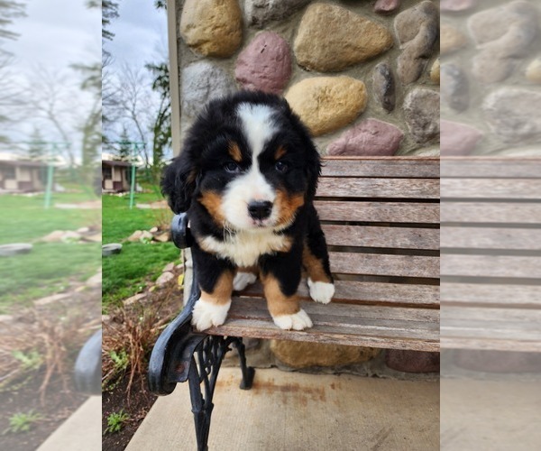Medium Photo #4 Bernese Mountain Dog Puppy For Sale in GREENWOOD, WI, USA