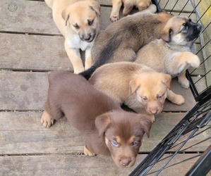 German Shepherd Dog-Mutt Mix Puppy for sale in MEDICAL LAKE, WA, USA