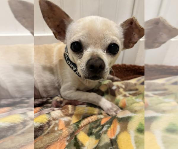 Medium Photo #4 Chihuahua-Unknown Mix Puppy For Sale in Rockville, MD, USA
