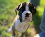Small Photo #6 Boxer Puppy For Sale in EAST FISHKILL, NY, USA
