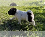 Small Photo #4 Chinese Shar-Pei Puppy For Sale in MERRITT IS, FL, USA