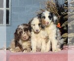 Small Photo #2 Aussiedoodle Puppy For Sale in HOLTWOOD, PA, USA