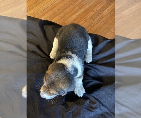 Medium Photo #2 Basset Hound Puppy For Sale in SCIPIO, IN, USA
