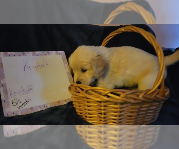 Medium Photo #34 Golden Retriever Puppy For Sale in VOORHEES, NJ, USA
